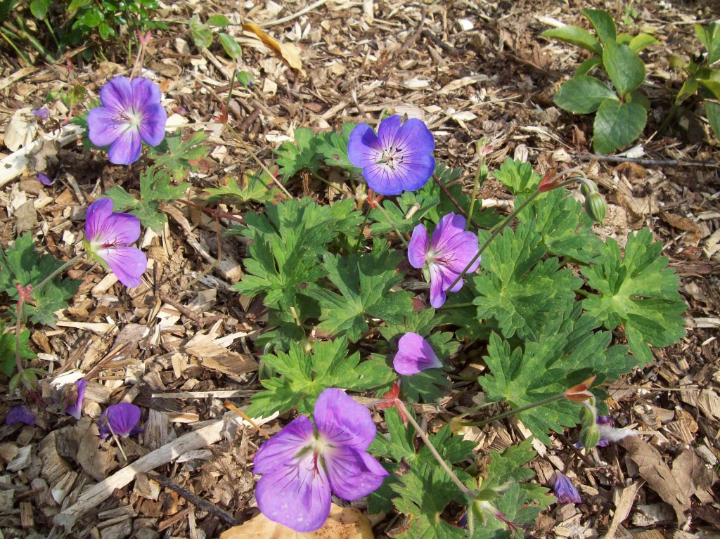 Geranium 'Rozanne'