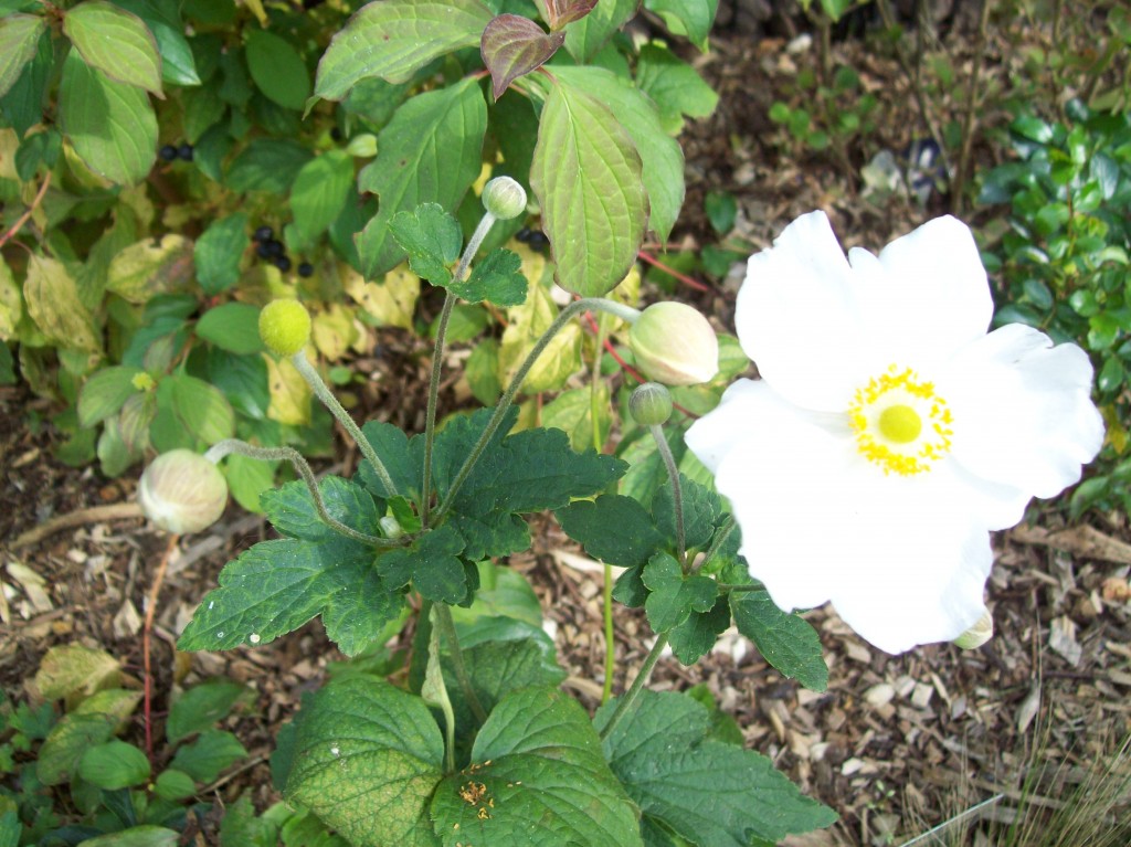 Anemone 'Honorine Jobert'