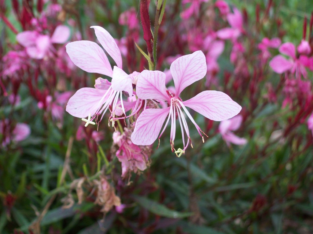 Gaura lindheimeri