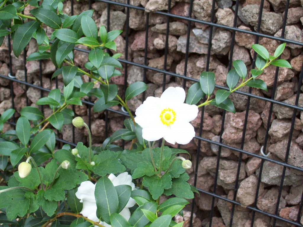 Anemone 'Honorine Jobert'