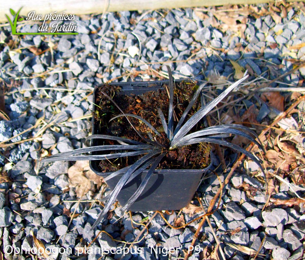 Ophiopogon planiscapus 'Niger' P9 | 3 € TTC |